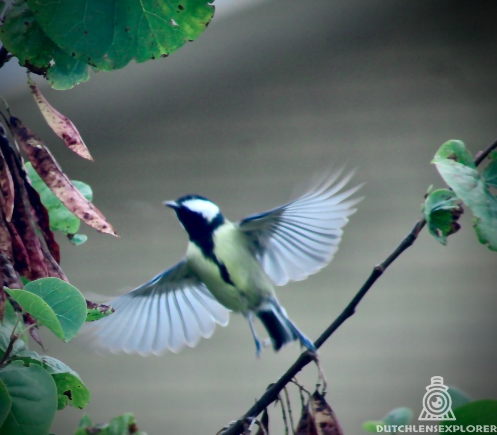 Zondagochtend met koolmezen 