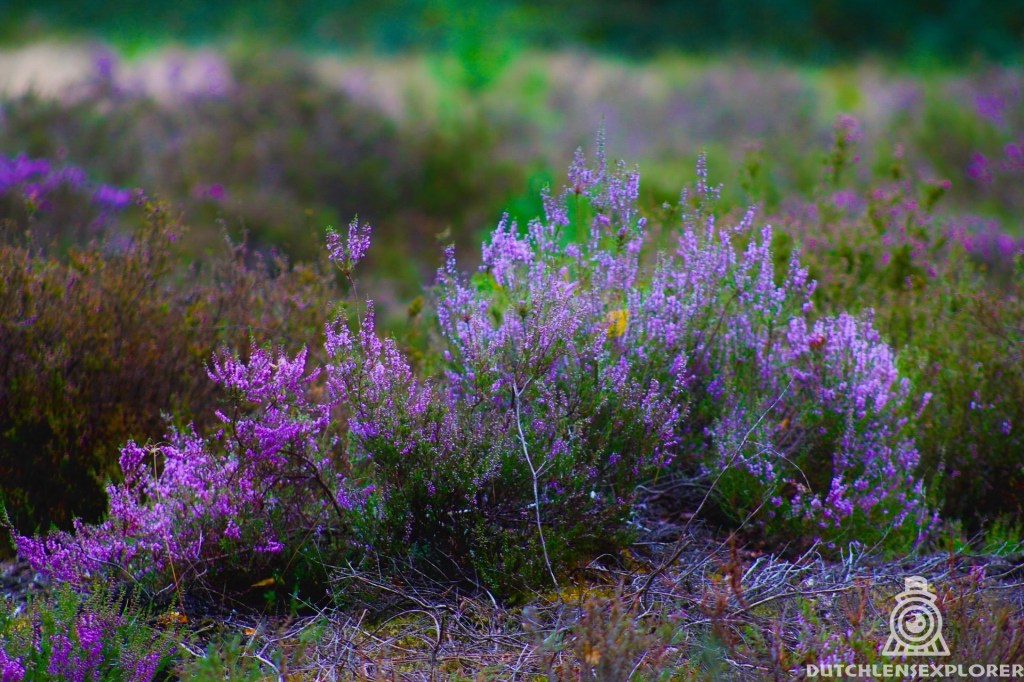 Nunspeetse Heideloop